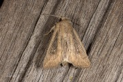 Gestreepte rietuil / Obscure Wainscot (Leucania obsoleta)