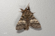 Gestreepte tandvlinder / Marbled Brown (Drymonia dodonaea)