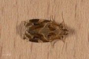 Gevlamde bladroller / Variegated Golden Tortrix (Archips xylosteana), micro