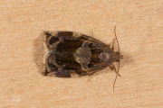 Gevlamde bladroller / Variegated Golden Tortrix (Archips xylosteana), micro