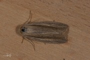 Gevlamde rietuil / Flame Wainscot (Senta flammea)