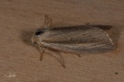 Gevlamde rietuil / Flame Wainscot (Senta flammea)