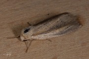 Gevlamde rietuil / Flame Wainscot (Senta flammea)