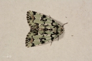 Gevlekte groenuil / Scarce Merveille du Jour (Moma alpium)