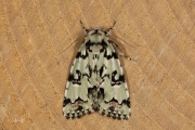 Gevlekte groenuil / Scarce Merveille du Jour (Moma alpium)