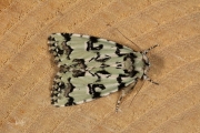 Gevlekte groenuil / Scarce Merveille du Jour (Moma alpium)