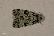 Gevlekte groenuil / Scarce Merveille du Jour (Moma alpium)