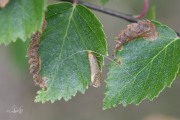 Gevlekte langsprietmot (Nematopogon adansoniella), micro