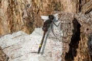 Gevlekte witsnuitlibel / Yellow-spotted Whiteface (Leucorrhinia pectoralis)