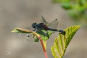 Gevlekte witsnuitlibel / Yellow-spotted Whiteface (Leucorrhinia pectoralis)