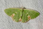 Gevlekte zomervlinder / Blotched Emerald (Comibaena bajularia)