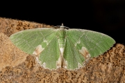 Gevlekte zomervlinder / Blotched Emerald (Comibaena bajularia)