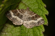 Gewone bandspanner / Common Carpet (Epirrhoe alternata)