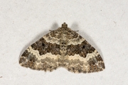 Gewone bandspanner / Common Carpet (Epirrhoe alternata)