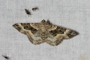 Gewone bandspanner / Common Carpet (Epirrhoe alternata)