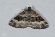 Gewone bandspanner / Common Carpet (Epirrhoe alternata)