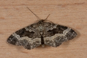 Gewone bandspanner / Common Carpet (Epirrhoe alternata)