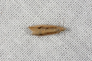 Gewone biesbladroller (Bactra lancealana), micro