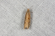 Gewone biesbladroller (Bactra lancealana), micro