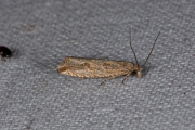 Gewone biesbladroller (Bactra lancealana), micro