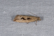 Gewone biesbladroller (Bactra lancealana), micro