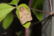 Gewone breedvleugeluil / Small Square-spot (Diarsia rubi)