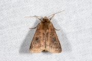 Gewone breedvleugeluil / Small Square-spot (Diarsia rubi)