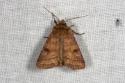 Gewone breedvleugeluil / Small Square-spot (Diarsia rubi)