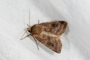 Gewone breedvleugeluil / Small Square-spot (Diarsia rubi)