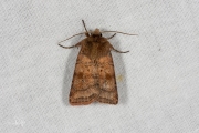 Gewone breedvleugeluil / Small Square-spot (Diarsia rubi)