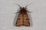 Gewone breedvleugeluil / Small Square-spot (Diarsia rubi)