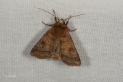 Gewone breedvleugeluil / Small Square-spot (Diarsia rubi)