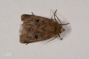 Gewone breedvleugeluil / Small Square-spot (Diarsia rubi)