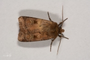 Gewone breedvleugeluil / Small Square-spot (Diarsia rubi)