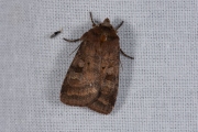 Gewone breedvleugeluil / Small Square-spot (Diarsia rubi)