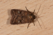 Gewone breedvleugeluil / Small Square-spot (Diarsia rubi)