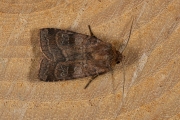 Gewone breedvleugeluil / Small Square-spot (Diarsia rubi)