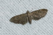 Gewone dwergspanner / Common Pug (Eupithecia vulgata)