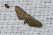 Gewone dwergspanner / Common Pug (Eupithecia vulgata)