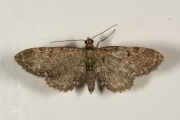 Gewone dwergspanner / Common Pug (Eupithecia vulgata)