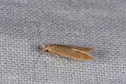 Gewone eikenkokermot (Coleophora lutipennella), micro