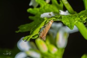 Gewone eikenvouwmot / Common Oak Midget (Phyllonorycter quercifoliella), micro