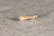 Gewone eikenvouwmot / Common Oak Midget (Phyllonorycter quercifoliella), micro