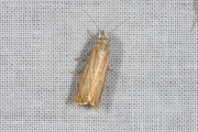 Gewone grasmot / Garden Grass-Veneer (Chrysoteuchia culmella), micro