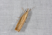 Gewone grasmot / Garden Grass-Veneer (Chrysoteuchia culmella), micro