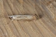 Gewone grasmot / Garden Grass-Veneer (Chrysoteuchia culmella), micro