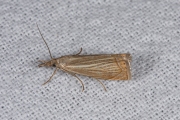 Gewone grasmot / Garden Grass-Veneer (Chrysoteuchia culmella), micro