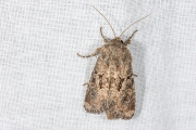 Gewone grasuil / Flounced Rustic (Luperina testacea)