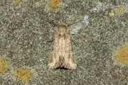 Gewone grasuil / Flounced Rustic (Luperina testacea)