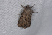 Gewone grasuil / Flounced Rustic (Luperina testacea)